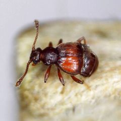 Reichenbachia juncorum