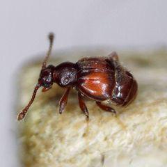 Reichenbachia juncorum