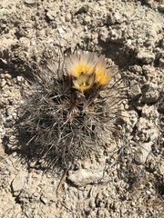 Pediocactus sileri
