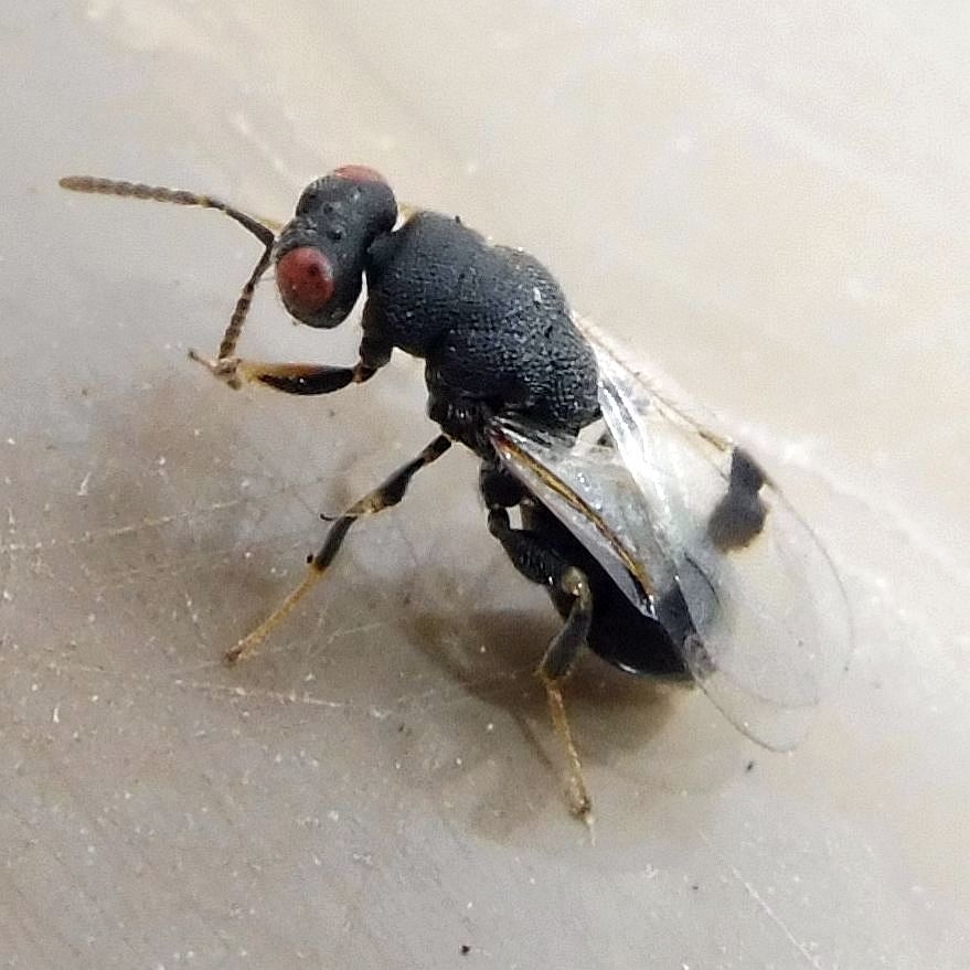 Sycophila submutica