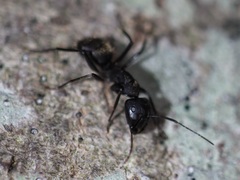 Camponotus