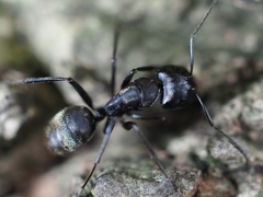 Camponotus