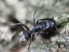 Camponotus