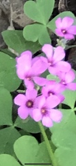 Oxalis articulata