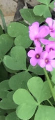 Oxalis articulata