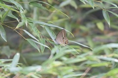 Lethe syrcis