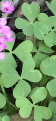 Oxalis articulata