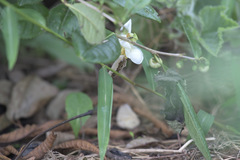 Lethe syrcis