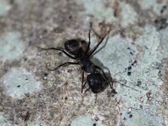 Camponotus