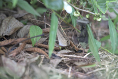 Lethe syrcis