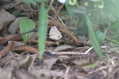 Lethe syrcis
