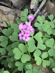 Oxalis articulata