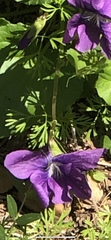 Viola sororia