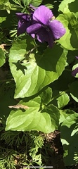 Viola sororia