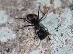 Camponotus