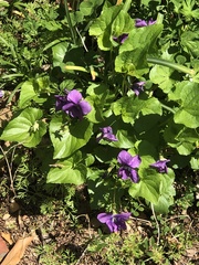 Viola sororia