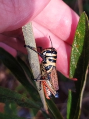 Xestotrachelus robustus