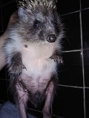 Erinaceus roumanicus × Erinaceus europaeus