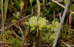 Valerianella turgida