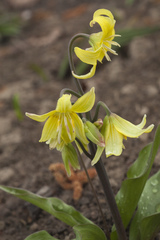 Erythronium tuolumnense