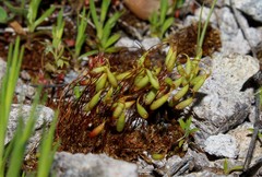 Ptychostomum torquescens