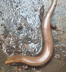 Chalcides bedriagai