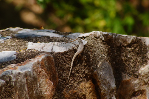 Lagartija de árbol del Pacífico