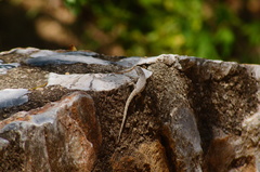 Tropical tree lizard