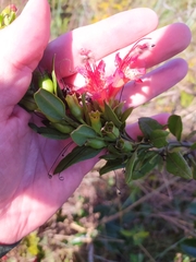 Esterhazya macrodonta