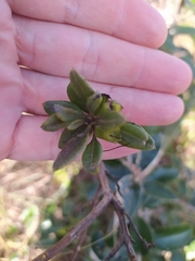 Esterhazya macrodonta