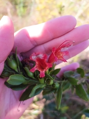 Esterhazya macrodonta