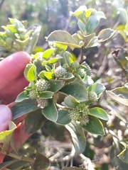 Hyptis saxatilis