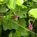 Pueraria montana lobata - Photo (c) Matt Lavin, μερικά δικαιώματα διατηρούνται (CC BY-SA)