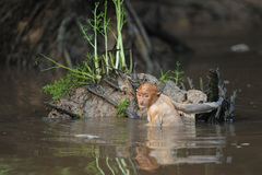 Proboscis Monkey photo 3