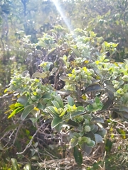 Hyptis saxatilis