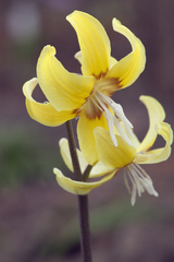 Erythronium tuolumnense