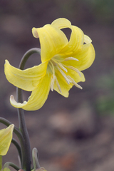 Erythronium tuolumnense