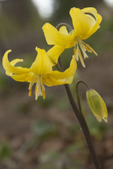 Erythronium tuolumnense