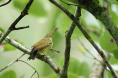 Arachnothera chrysogenys