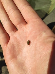 Gonioctena variabilis