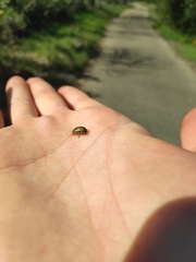 Gonioctena variabilis