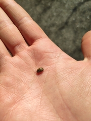 Gonioctena variabilis