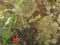 Borodinia missouriensis