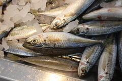 Decapterus punctatus