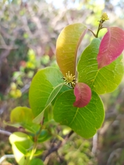 Maprounea brasiliensis