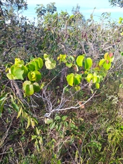 Maprounea brasiliensis
