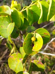 Maprounea brasiliensis
