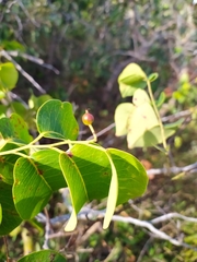 Maprounea brasiliensis