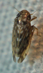Xestocephalus superbus