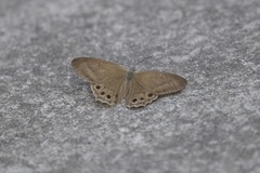 Lethe syrcis
